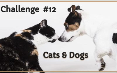 Challenge #12 Dogs & Cats