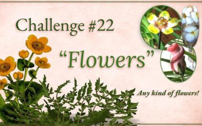 Challenge #22 – Flowers