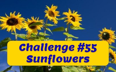 Challenge #55 – Sunflowers