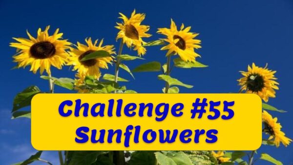 Challenge #55 – Sunflowers